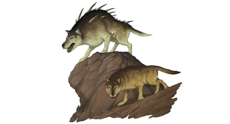 diablo 2 druid spirit wolf vs dire wolf