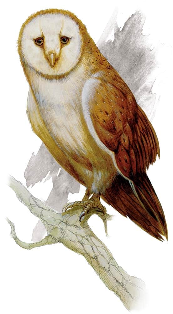 Giant Owl