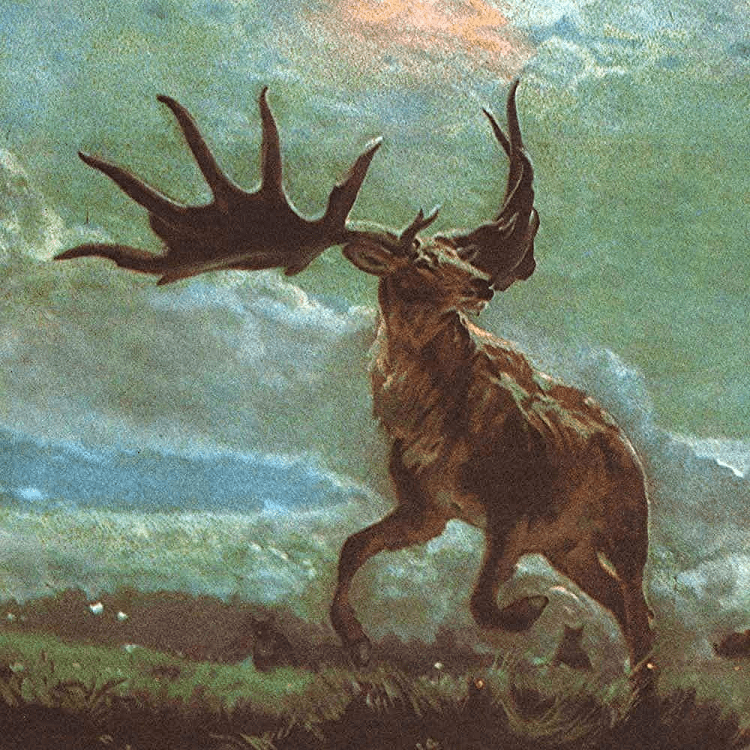 Elk 5e