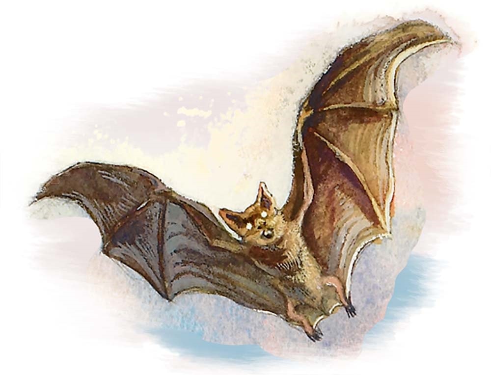 Morgran’s bat