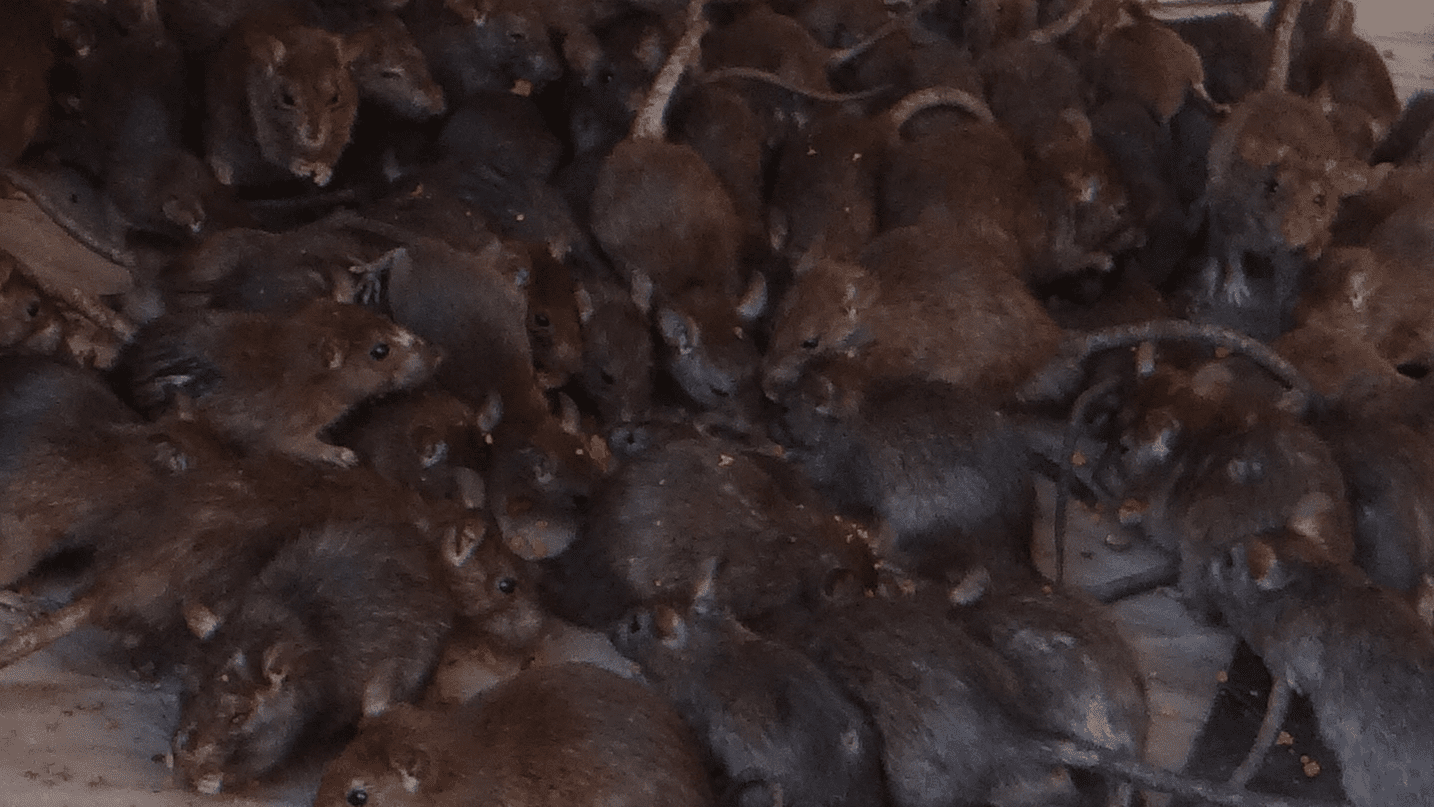 Swarm of Rats 